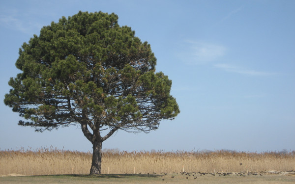 Heckscher State Park