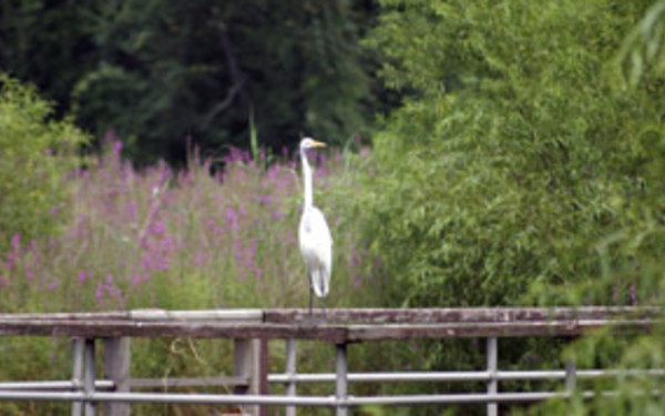 Whitney Pond Park