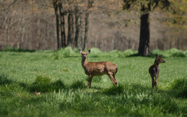 Connetquot River State Park Preserve