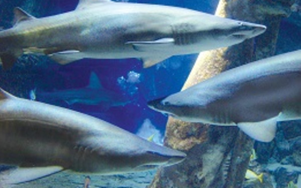 Long Island Aquarium