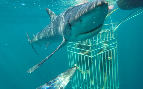 Sea Turtle Dive Charters llc – Shark Dive Montauk