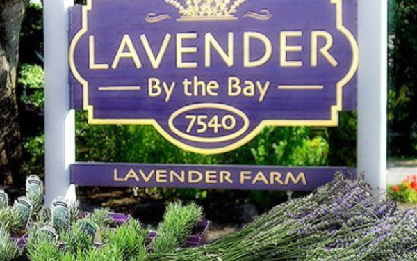 Lavender by the Bay