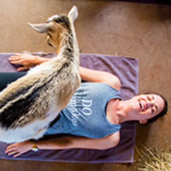 NY Goat Yoga