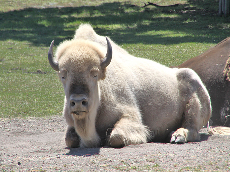 Attractions Tourism Winnipeg
