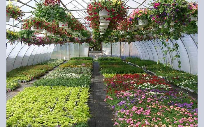 Inside greenhouse 2
