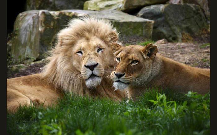 Wildlife Academy - Nemacolin Woodlands Resort