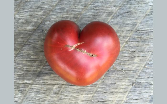 Organic Heirloom Tomatoes Grown with Love