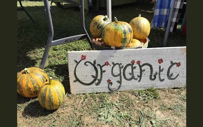 Organic Fall Lady Godiva Pumpkins