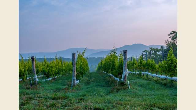 Vineyard View
