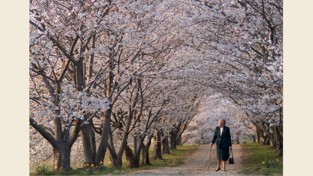 Dogwood Trees