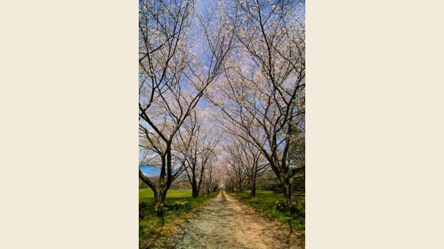 Springtime Country Road