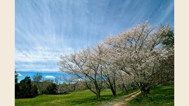 Spring Trees