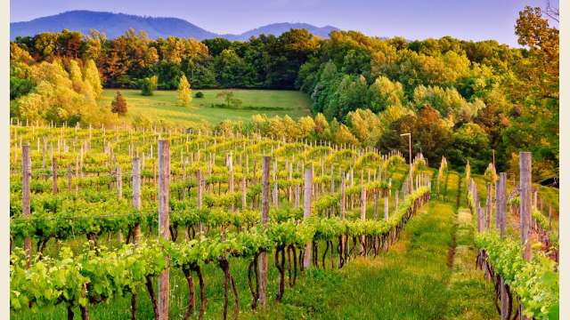 Autumn Vineyard