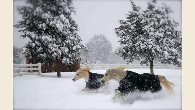 Horses in the Snow