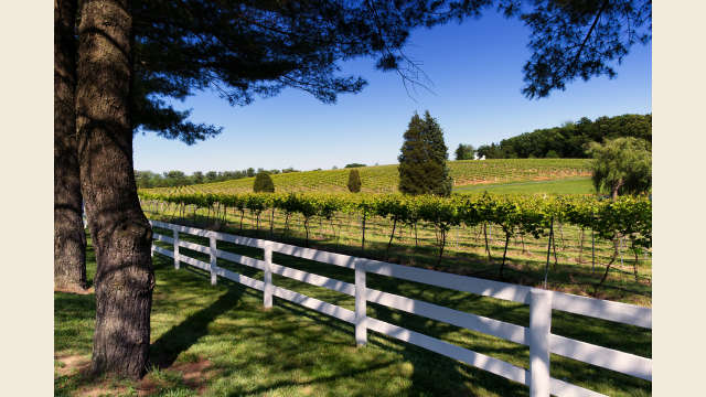 Albemarle Vineyard