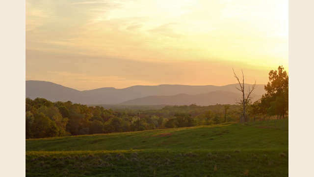 Albemarle County Golden