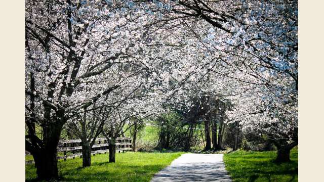 Trees in Bloom