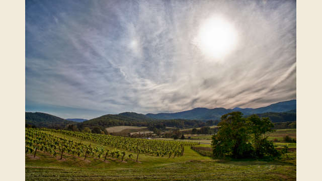 Pippin Hill Vineyard