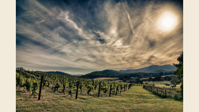 Pippin Hill Vineyard