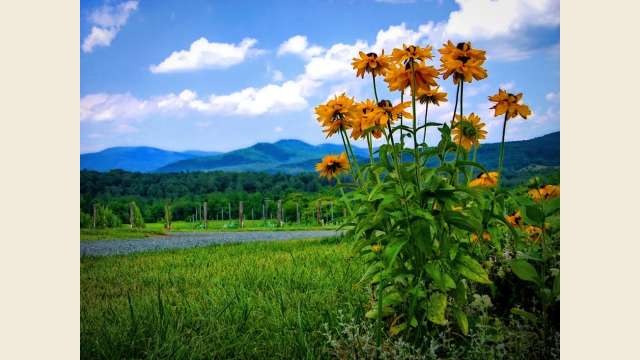 Sunflowers