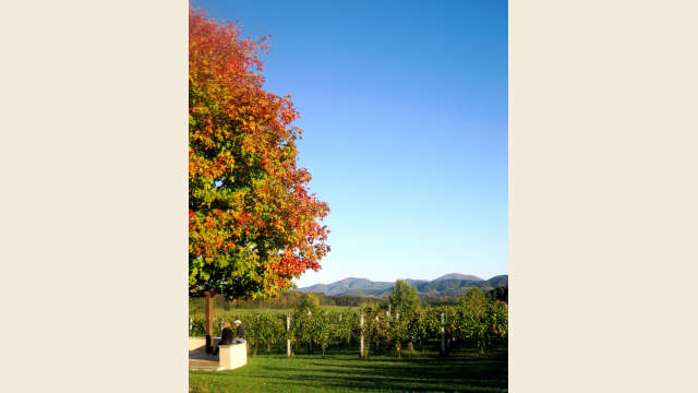Albemarle Vineyard