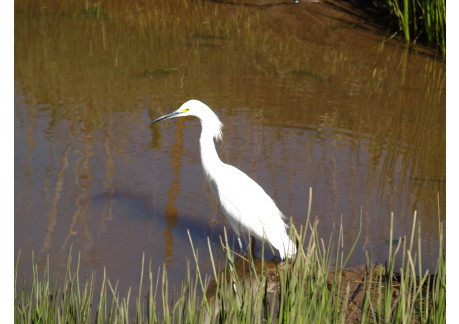 bird