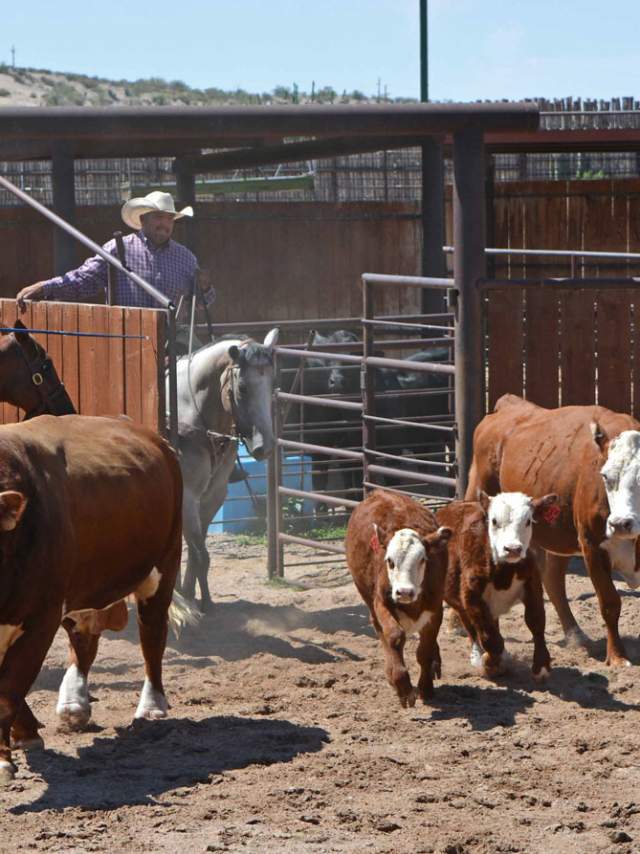 Farm and ranch round-up pen at New Mexico Farm and Ranch Heritage Museum