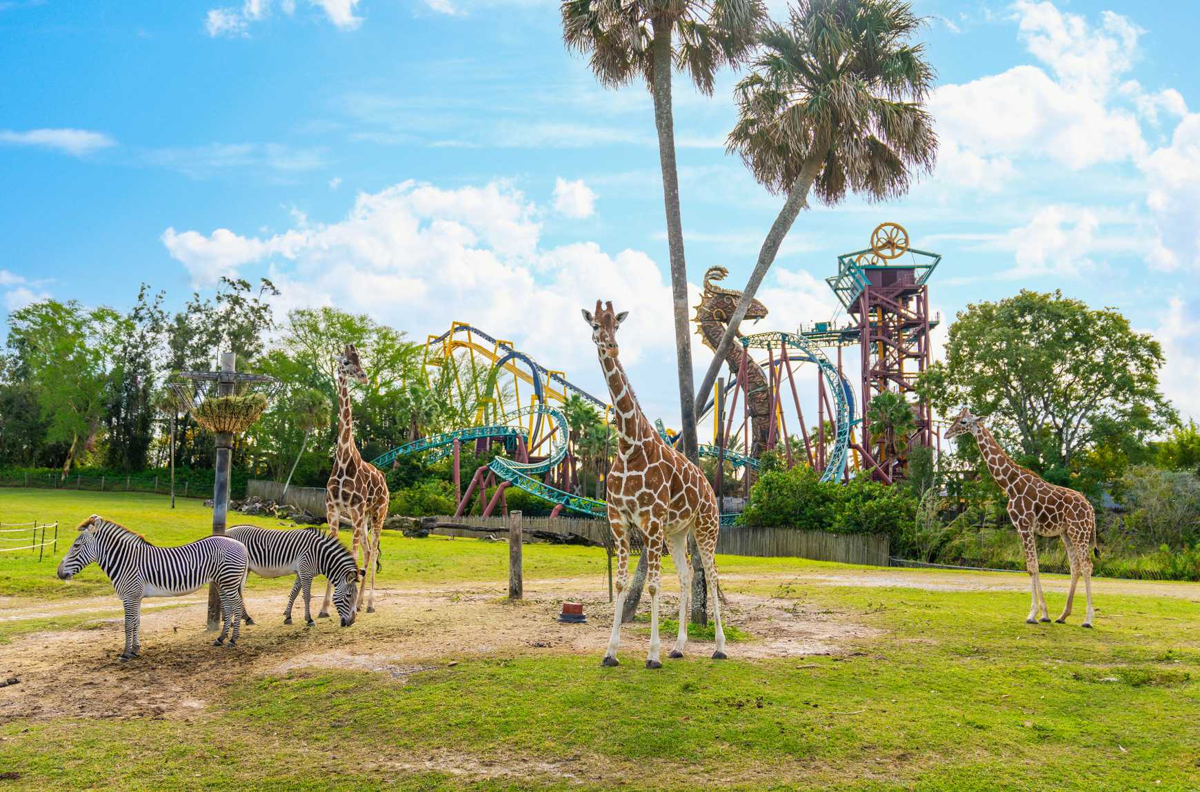 Things to Do near Busch Gardens Tampa Fl: Ultimate Guide