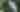 Great Egret next to green foliage