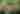 Broad-billed hummingbird
