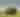 Kansas Wildlife and Nature - Bison
