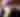 Mardi Gras Live Music Blog Cover Photo