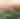 Elk_Summer18-1