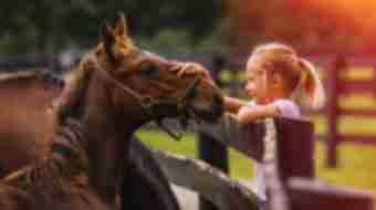 Kid touching a horse.