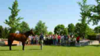 Stallion at Ashford Stud