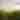 Vigorous vineyard growth