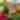 Farmers Market - West Allis Farmers Market 2