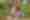 Family walking dog throughout resort walkways