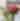Two vases of flowers, tulips and roses, in front of shelves of merch