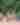 Kamaʻāina Header