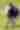 Sandy Oak Ranch Yak