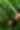 Sloth hanging from a palm tree branch
