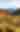 A lush desert landscape with mountains of saguaro cacti, palo verde and blooming yellow desert brush