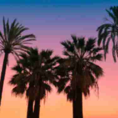 Palm Trees & Sunset