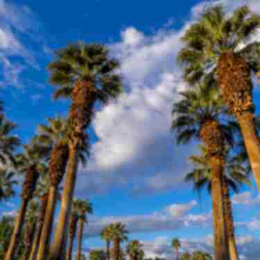 Palm Trees & Clouds_iStock