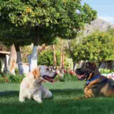La Quinta Dogs