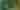 Renée Fleming's Voice of Nature