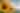Johnson's Sunflower Festival