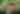 Broad-billed hummingbird