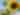 Pick Your Own Sunflowers & Zinnias